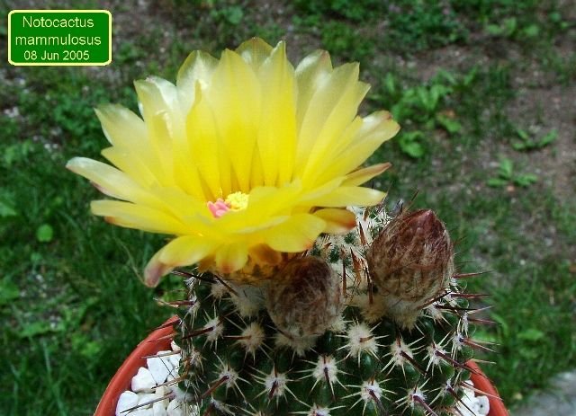 Notocactus _mammulosus _06